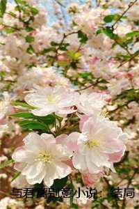 与君离别意小说:结局+番外